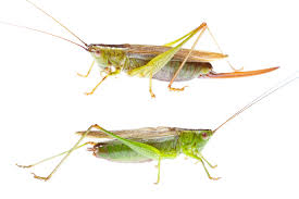 Check spelling or type a new query. Crickets Were The First To Chirp 300 Million Years Ago