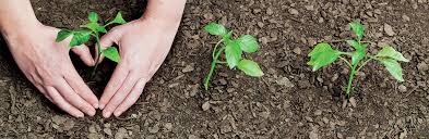 Check spelling or type a new query. Biobag Biodegradable Compostable Terminology