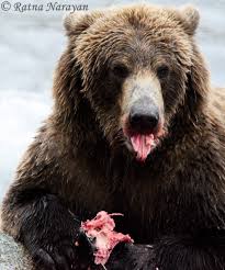 Beautiful 812 Doing What Bears Do This Time Of Year Getting Fattened Up To Hibernate 9 2018 Katmai Np Alaska Photo By Ratna Naraya Brown Bear Katmai Bear