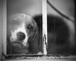 Basset Hound Beagle Mix Black And White Pin On Group Puppy Parade Pics Of Puppies