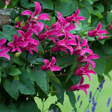 Bloom time ranges from late spring to fall, depending on the type and variety. Buy Clematis Princess Diana J Parker Dutch Bulbs