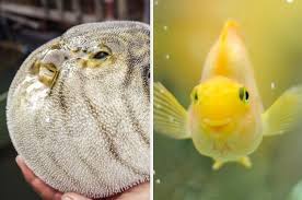 What Kind Of Fish Are You With Images Dog Lovers Fish Pet Fish