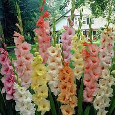 Check spelling or type a new query. Plants Seeds Bulbs Blue Tropic Gladiolus New Large Flower Bulbs Ready Please Check Our Store 5 Yard Garden Outdoor Living