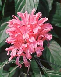 Image result for Justicia capensis