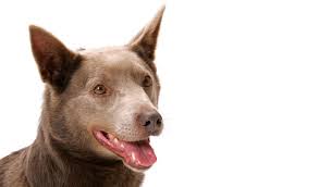 Utility room storage ideas ukc dog breeds. Australian Kelpie Breed Information
