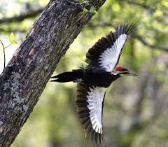 Big Black Birds In Ohio Pileated Woodpecker Attracting Birds Birds And Blooms Woodpecker Ohio Birds Birds