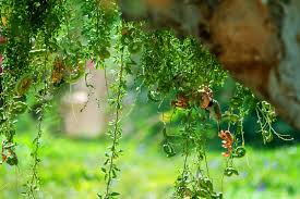 Image result for Pithecellobium