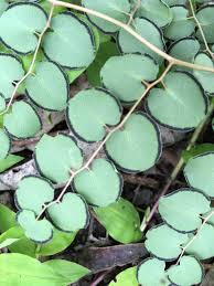 Image result for Pellaea angulosa