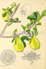 Image result for Gardenia cornuta