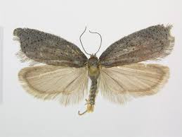 Image result for Chionodes electellus