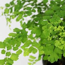 Image result for Adiantum capillus-veneris