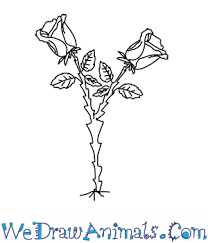 How to draw a rose step by step with pencil slow and easy. 50 Easy Ways To Draw A Rose Learn How To Draw A Rose