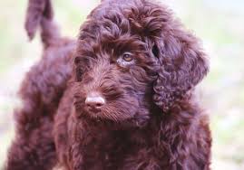 Our puppies are raised in our home experiencing all types of sounds and life. What Is An Australian Labradoodle There Is A Difference Doodle Tips