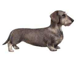 Dachshunds have intelligent, alert, facial expressions. Wirehaired Dachshund Facts Wisdom Panel Dog Breeds