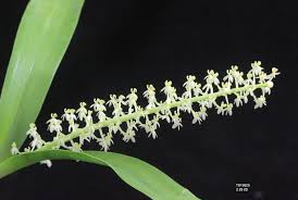 Image result for Liparis