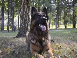 Our dogs are great with children and excellent family companions. Guide To Long Coat German Shepherd Dogs Pethelpful