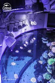 Pin On Public Aquarium Led Lighting Orphek