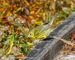Prairie Warbler | Maine Birding Field Notes