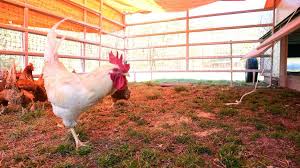 Im landkreis roth müssen wegen einer ansteckenden vogelgrippe ein paar hundert hühner geschützt werden. Antrag Gescheitert Vogelgrippe Zwingt Huhner In Oberasbach Unters Dach Oberasbach Nordbayern De