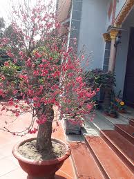 The elderly will be received the tet holiday's gifts and wishes for health, the adults will be received the ones for fortune and success. Peach Blossoms Flower Of Vietnamese Lunar New Year Vietnam Times