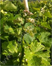 Image result for Calepitrimerus vitis