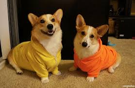 Black And Brown Corgi This Photo Of Corgis Dressed Up As Candy Corn Actually Caused A Surge In Candy Corn Sales The Corgi Impact Is Real Corgi Cute Cats And Dogs Puppy Mix