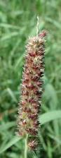 Image result for Panicum graciliflorum