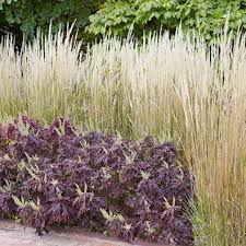 Get ideas for landscaping with ornamental grasses. Grow Ornamental Grasses