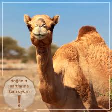 Pin On Camel