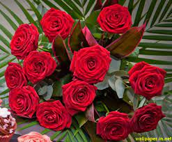 Undefined Red Rose Desktop Wallpapers 37 Wallpapers Adorable Wallpapers Red Roses Wallpaper Red Roses Beautiful Rose Flowers