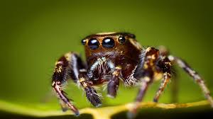 Spider Wallpaper Phone Ca2 Jumping Spider Insects Spider