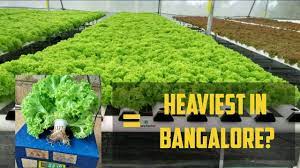 Behind The Scenes With Future Farms India 23 Bengaluru Welcome Hydroponic Produce Youtube