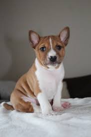 Kuwait Dogs And Puppies Adoption And Sales Email Us At Khaleelsalafi Hotmail Com Basenji Puppies For Sale Basenji Puppy Chihuahua Puppies Puppies