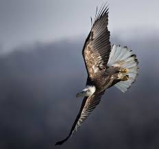Birds Of Northern Illinois Birds In Northern Illinois Chromik Bald Eagle Wildlife Animals Birds