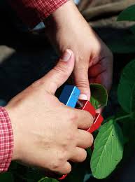 Workers endure heat while collecting soybean samples
