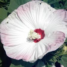 Yes, hibiscus plants grow well in containers. Splash Pinot Grigio Hardy Hibiscus Plants For Sale Rose Mallow Free Shipping