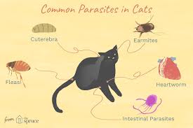 Maybe you would like to learn more about one of these? Worms Mites Ticks And Other Bugs That Live On Cats