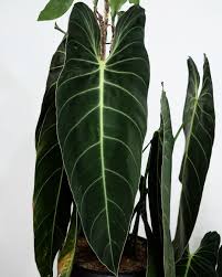 Stunning Long Leaves Of Philodendron Melanochrysum Ready Stock Wa For Details Hofmannjournal Hofman Philodendron Cool Plants Tropical Plants