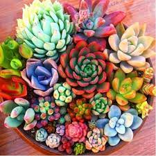 Crossword answers for flowering succulent with 4 letters. Cactus Flower Crossword Clue Cactusflower Succulents Plants Planting Succulents