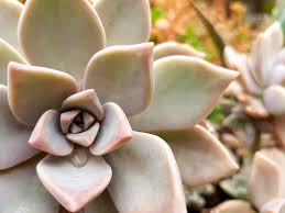 The hard pearly inner layer of certain mollusk shells; Ghost Plant Graptopetalum Paraguayense Mother Of Pearl Plant Succulent Shop Nursery South Africa Buy Succulents Online
