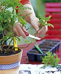 les bons gestes du jardinier en septembre bouture geranium jardiniere idees jardin
