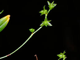 Image result for Angraecum sacciferum
