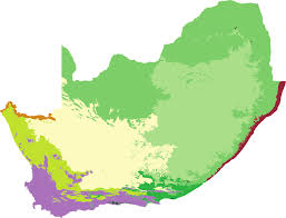 Image result for Hyparrhenia pilgeriana