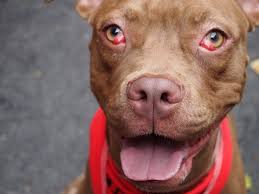 Cherry Eye Home Remedies For Dogs Cherry Eye In Dogs Dog Eyes Eye Infection In Dogs