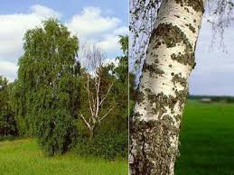 Specii de arbori in romania. Info Copaci Wild People