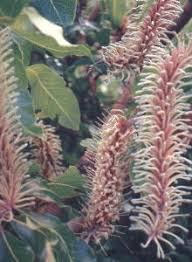 Image result for Faurea rochetiana