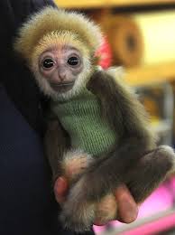 Sweet Collection Of Baby Animals Wrapped In Snuggly Sweaters I Can Has Cheezburger