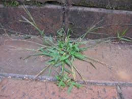 An easy way to get rid of crabgrass is by pouring boiling water over the weeds. Crabgrass How To Identify And Get Rid Of The Grassy Weed Hgtv