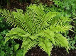 Ostrich Fern For Sale Wholesale Shade Plants Plants Ferns Garden