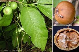 Image result for Vangueria madagascariensis